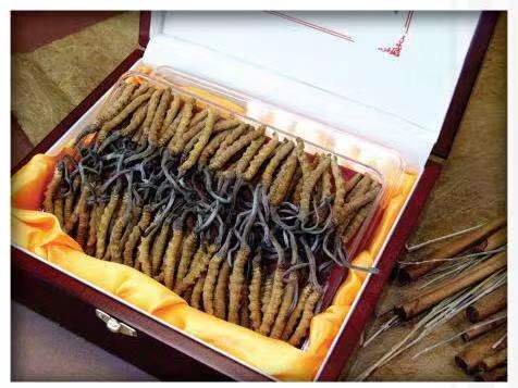 仁怀冬虫夏草回收